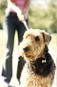 Dog Walking